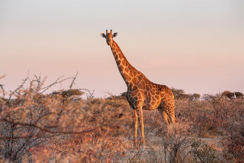 Time-Travel Safaris